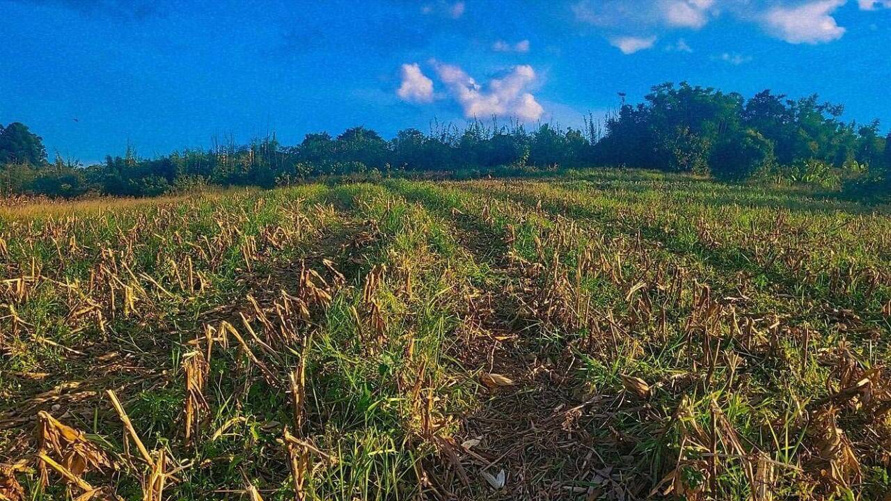 Terreno à venda, 8000m² - Foto 5