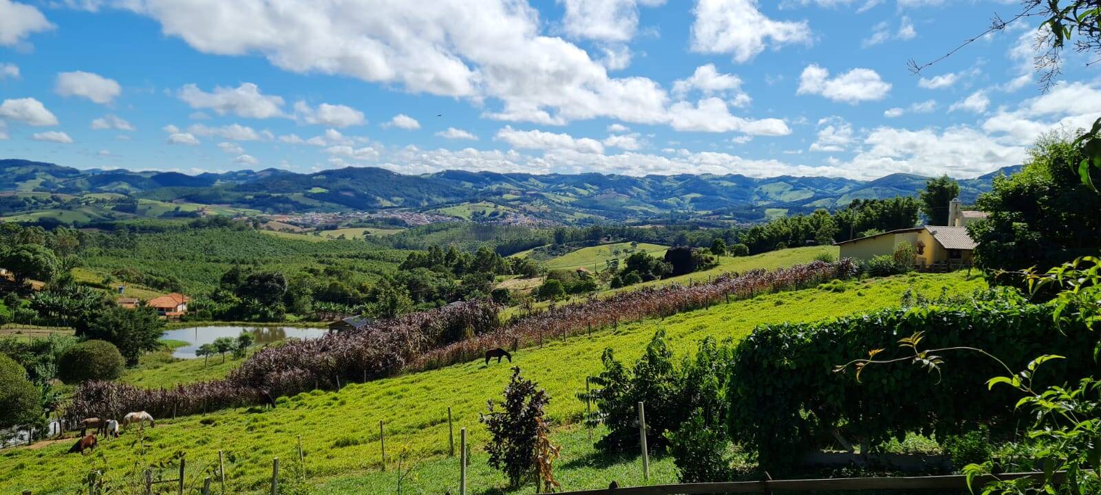 Fazenda à venda com 3 quartos, 24000m² - Foto 18